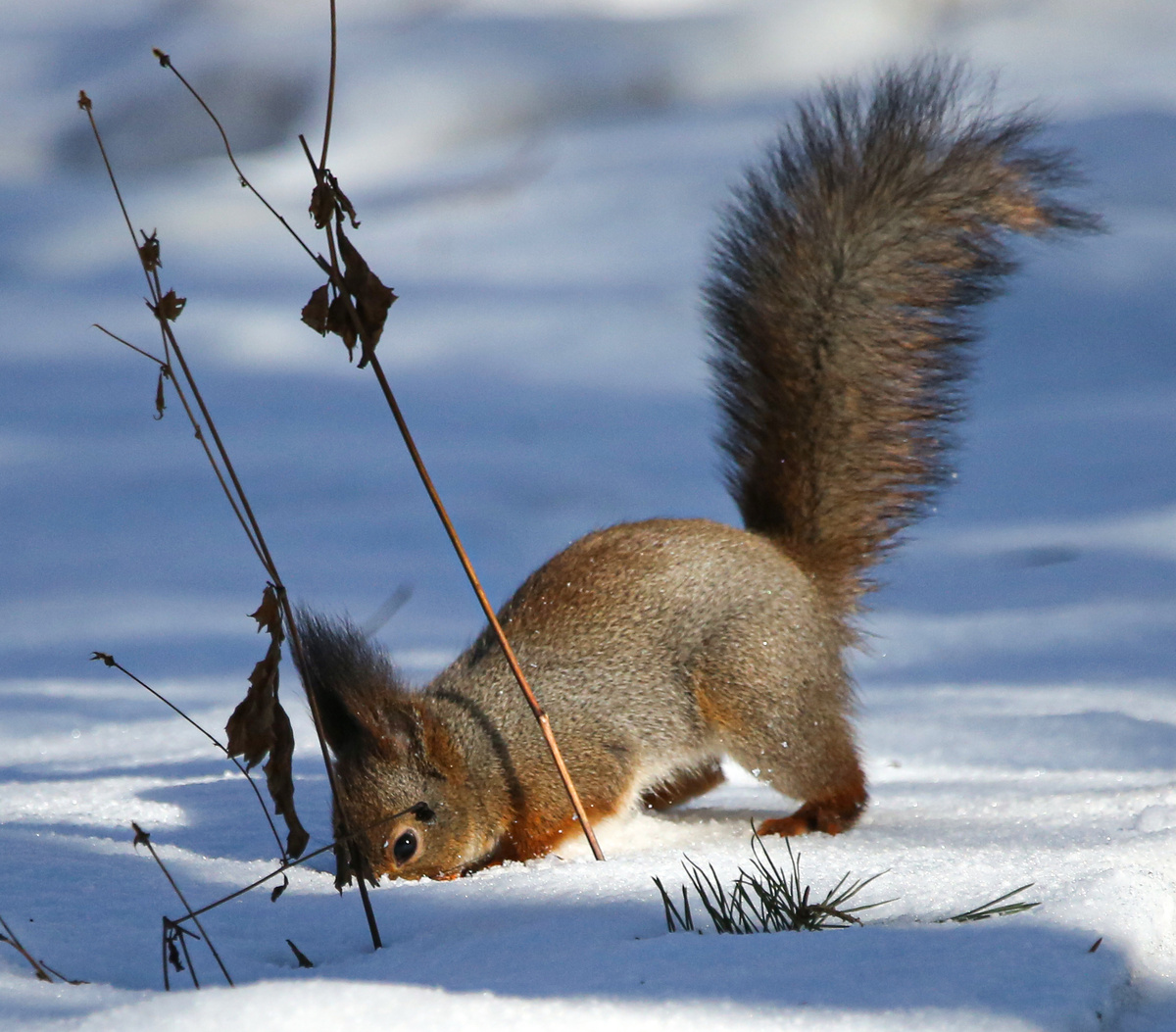 Белка обыкновенная