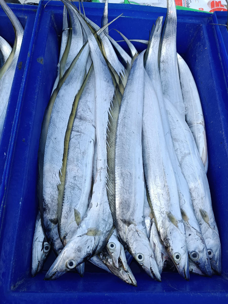 Ленточная рыбка. Ribbon Fish. Семейства Trachipteridae.