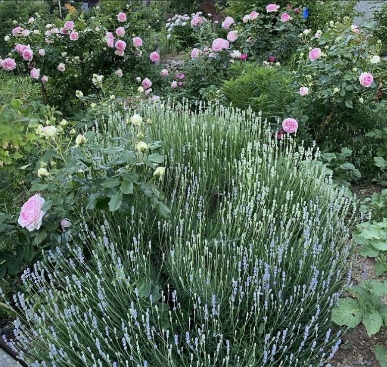 Лаванда из семян, Эден от Полины Козловой. Ее подвои иногда выдают дикие побеги, в отличие от тех наших роз, которые от Сергея Овчарова. Они без лишних побегов. 