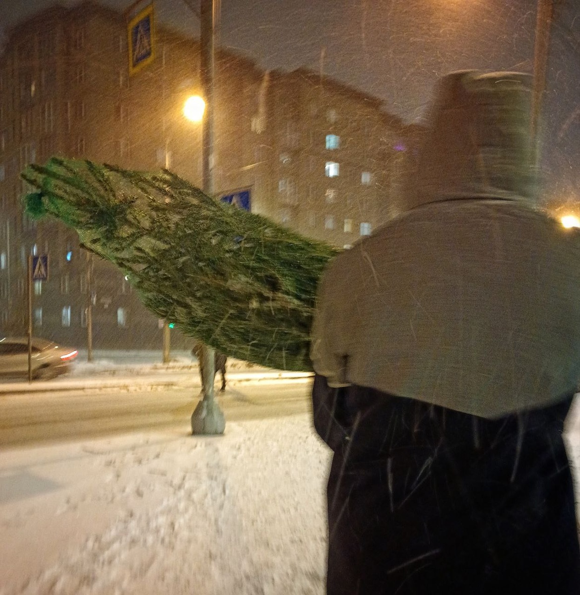 Муж и ель обыкновенная