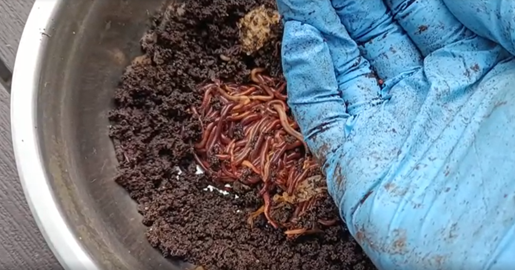 Мои питонцы