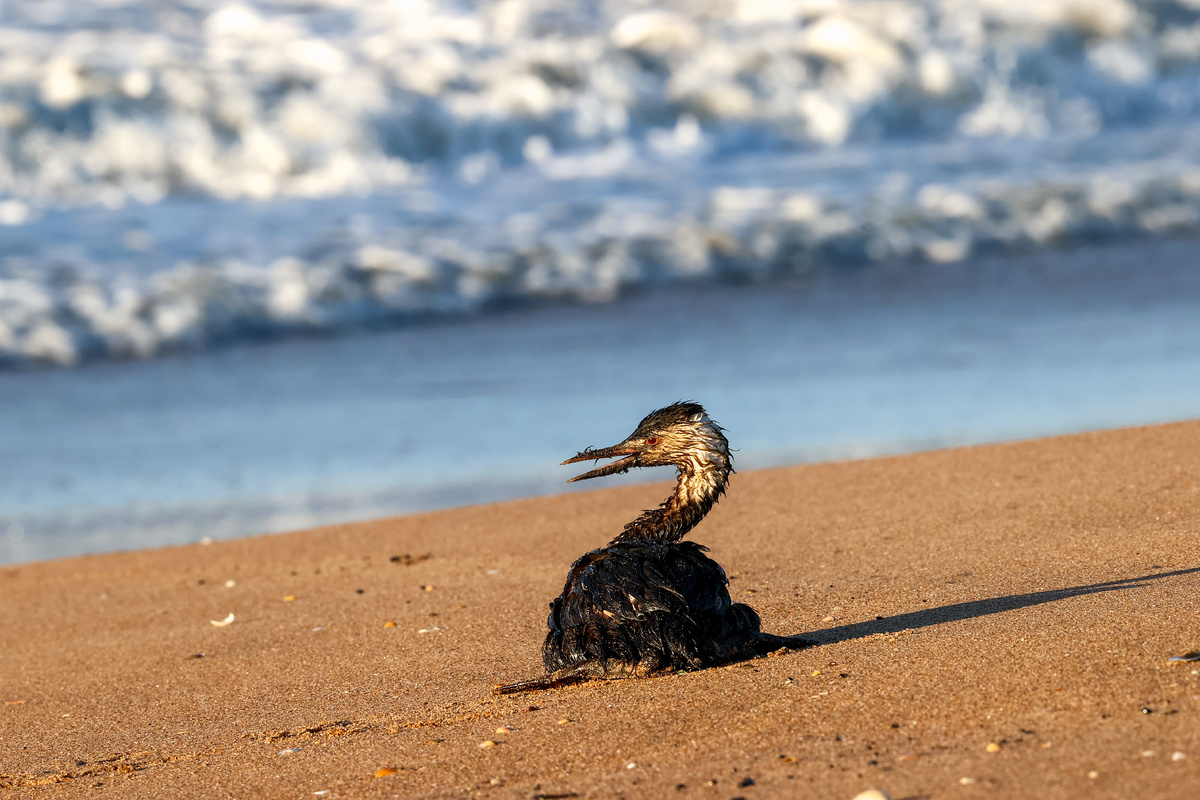 Фото: Сергей Мальгавко/ТАСС