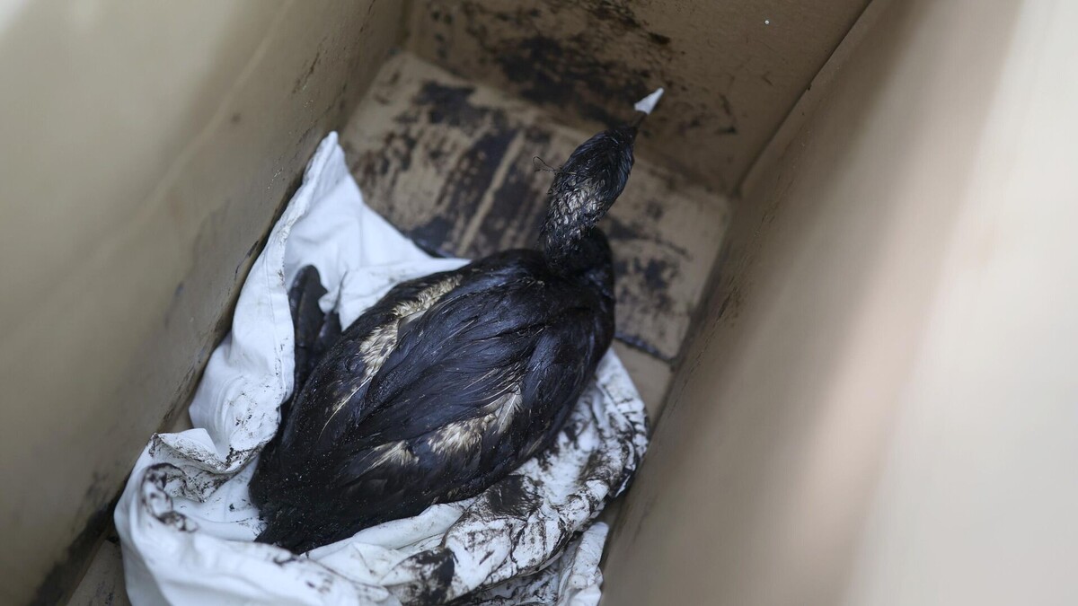 Фото: РИА Новости / Виталий Тимкив