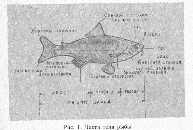 Рис. 1. Части тела рыбы

У рыбы различают парные и непарные плавники: непарные спинной, анальный и хвостовой (у лососевых есть еще и жировой); к парным относятся грудные и брюшные плавники (рис. 1)
