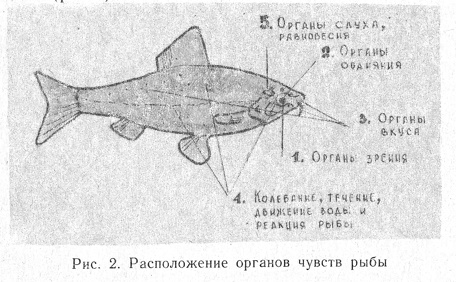 Расположение органов чувств рыбы