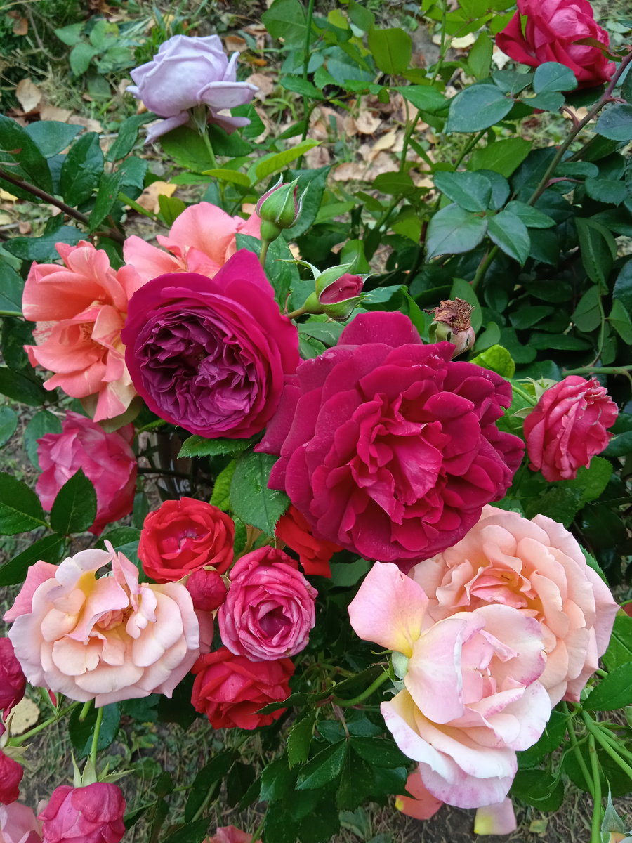 Мои розы. Осенняя обрезка