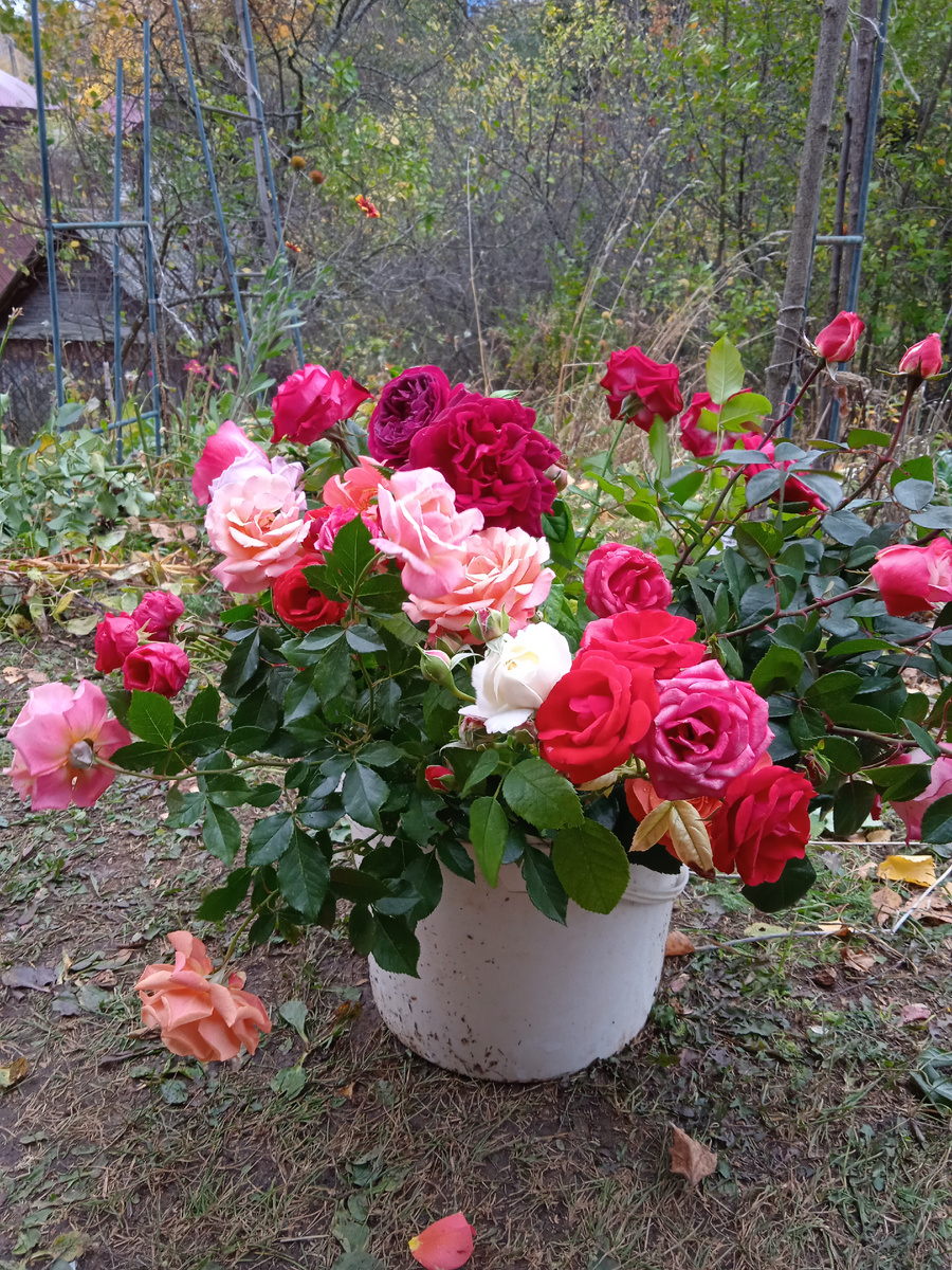 Мои розы. Срезаю перед завершением сезона