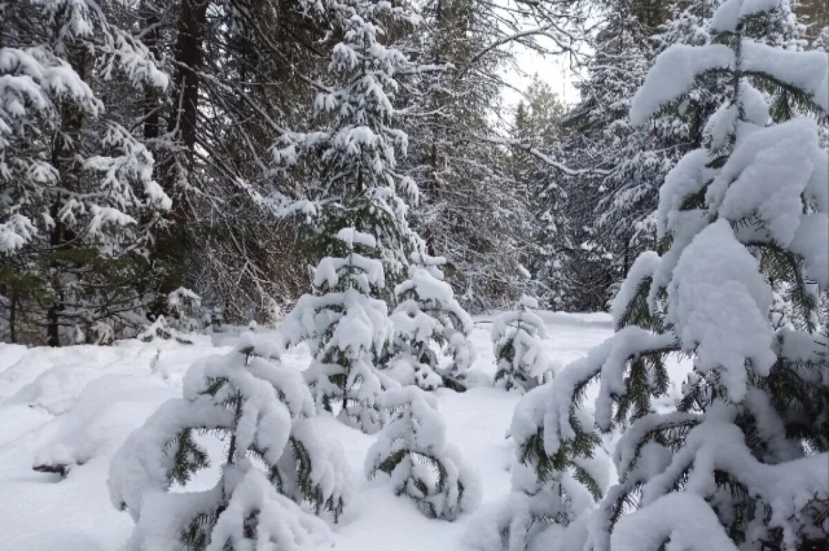    Мужчина застрелил знакомого в лесу во время охоты
