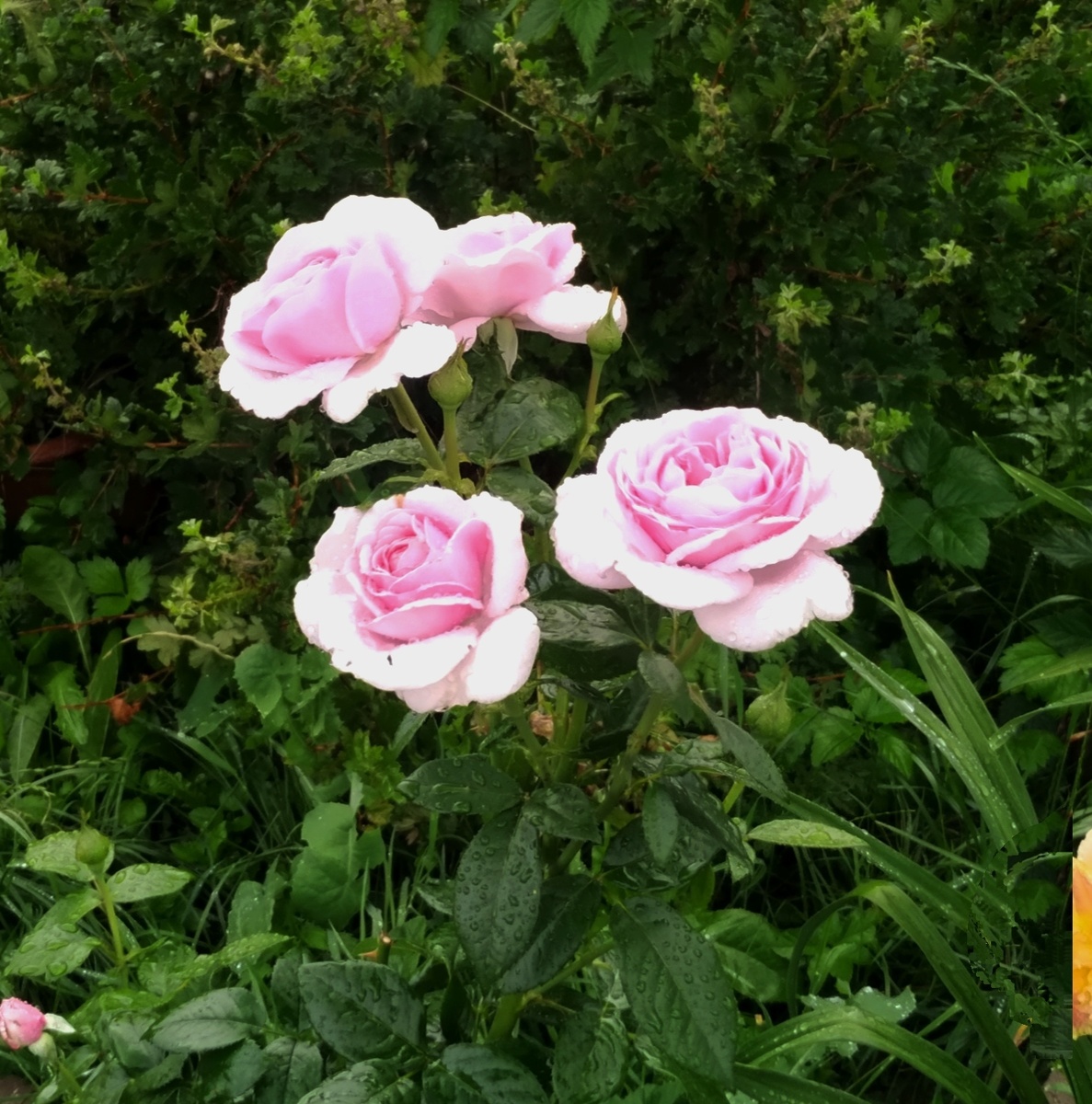 роза Боника? в моем саду