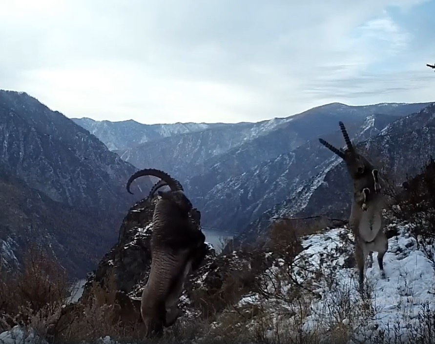 (с) фотоловушки Саяно-Шушенского заповедника. 