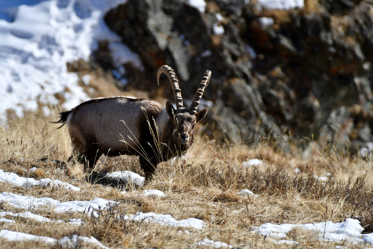 (с) Д. Маликов. Сибирский горный козёл в Сайлюгемском нацпарке. 