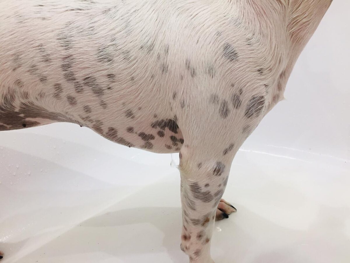 источник фото: https://cs13.pikabu.ru/post_img/big/2020/04/23/8/1587646481149643816.jpg