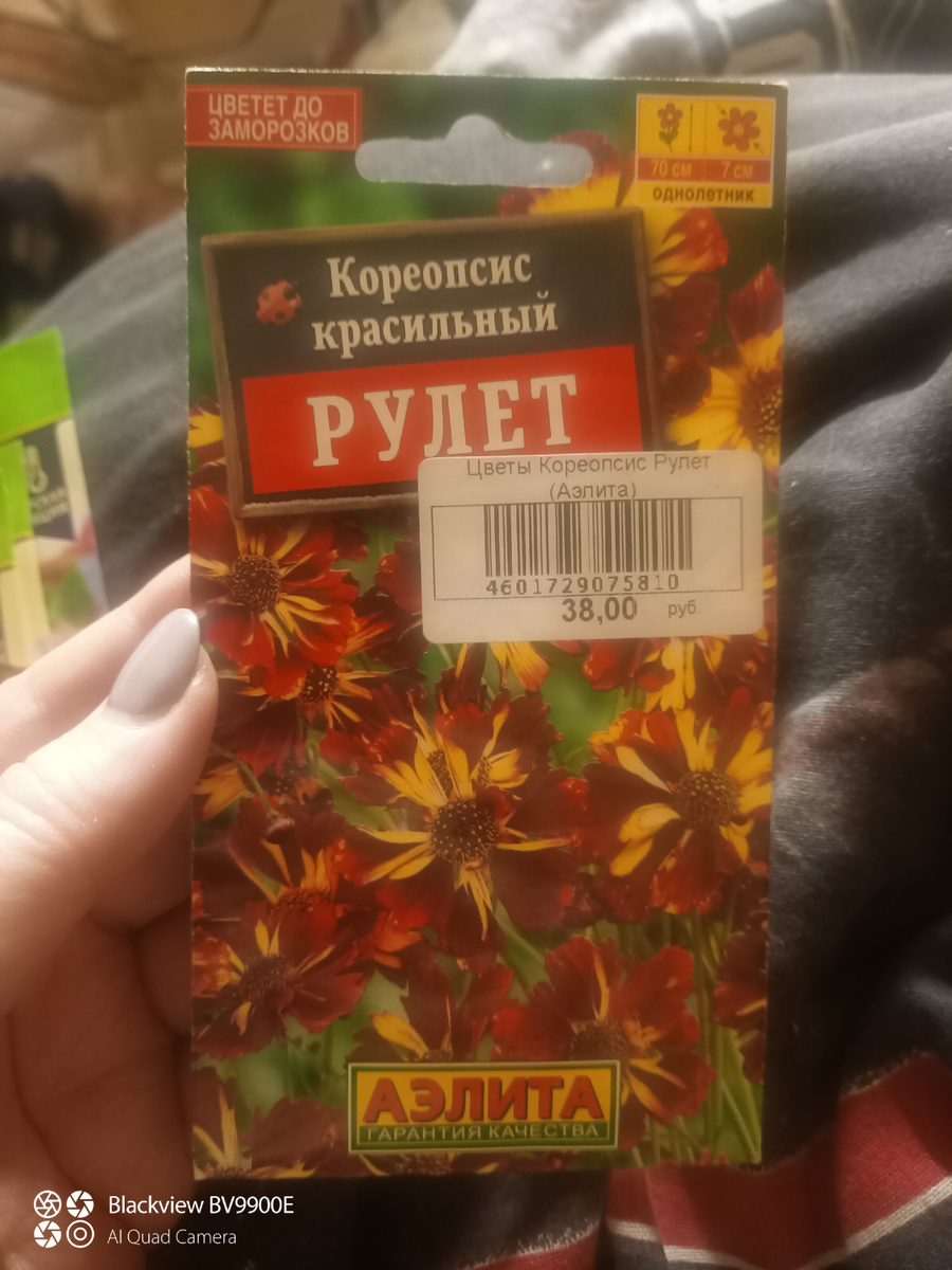 Не жёлтая не космея, настоящий кореопсис 