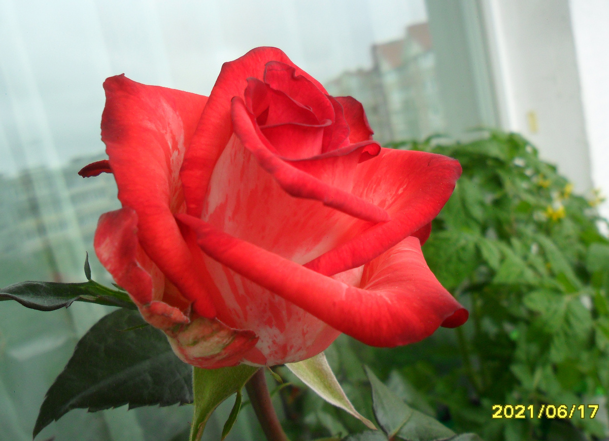 ч/г роза Блаш. Листайте галерею