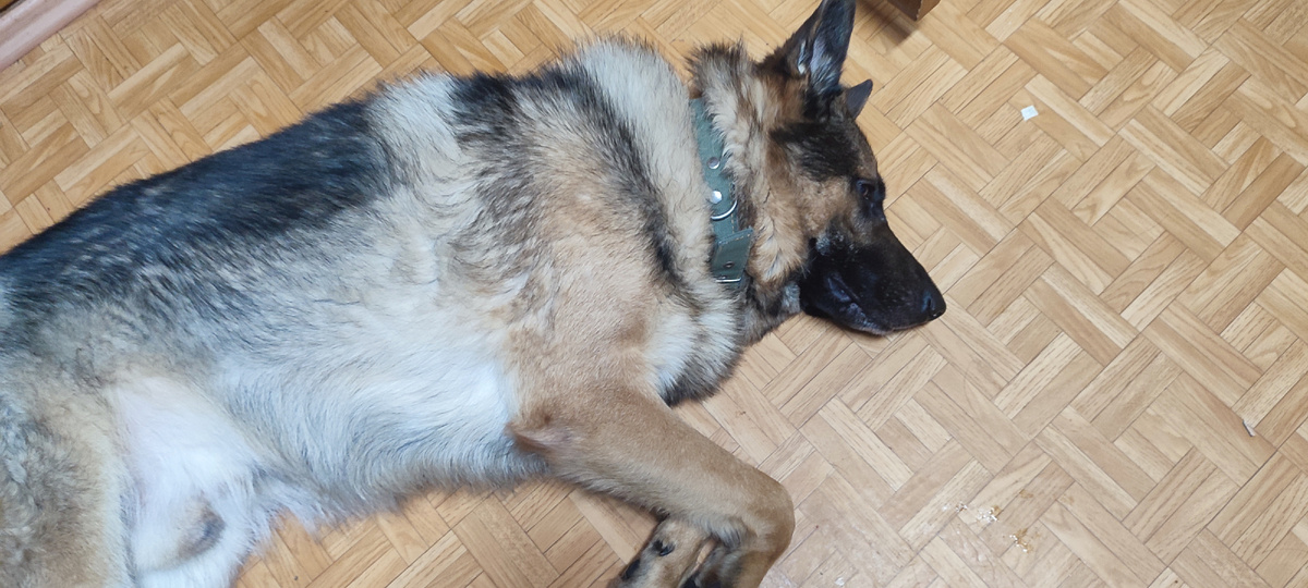 Лапки подогнул, морда несчастная... 