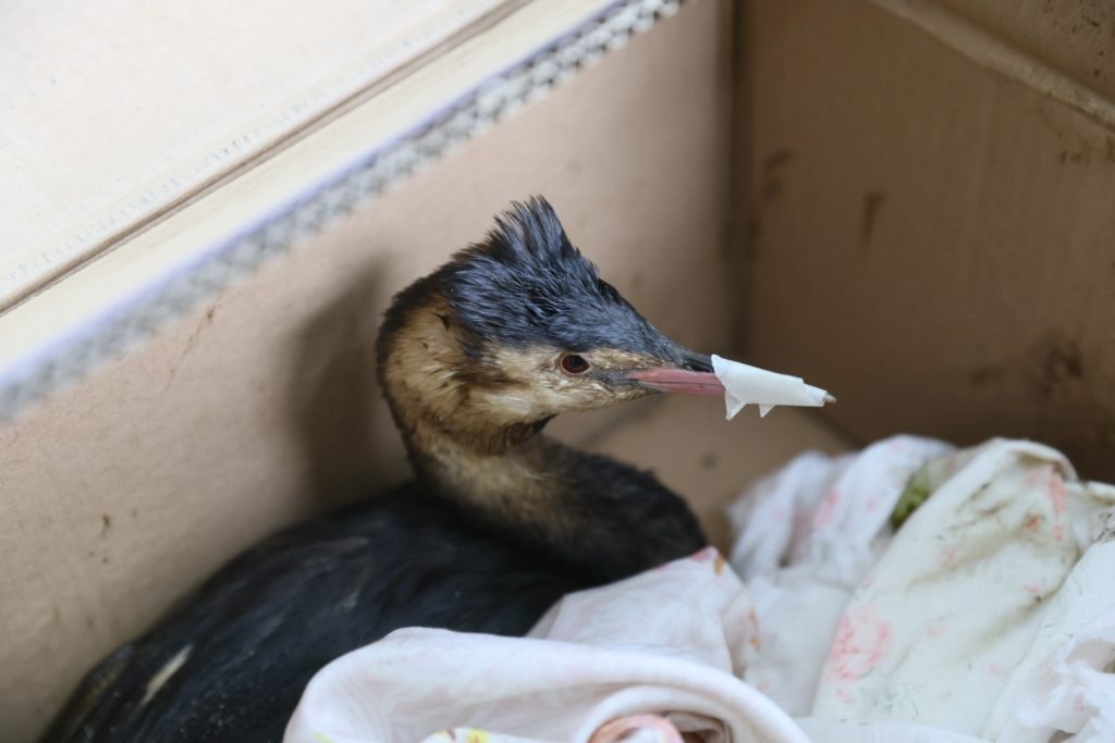    Фото: admkrai.krasnodar tamannews