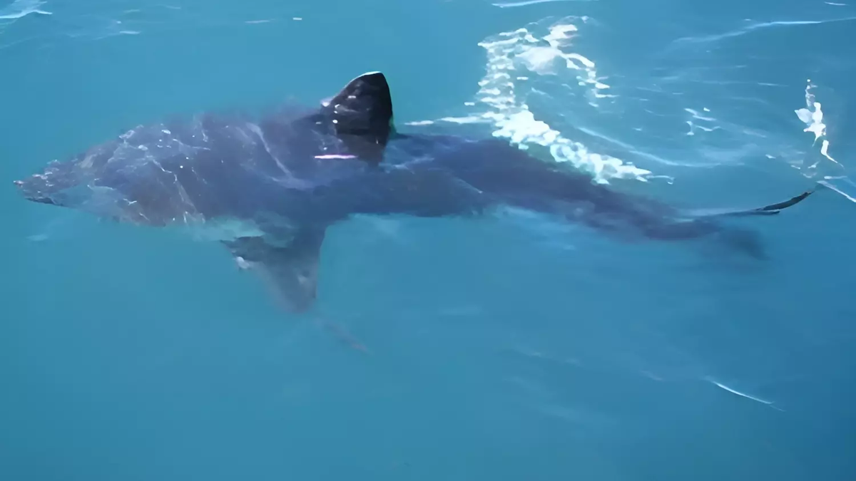 акула. Фото: freepik.com