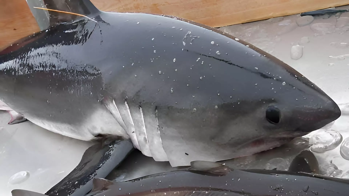 Фото: freepik.com. акула