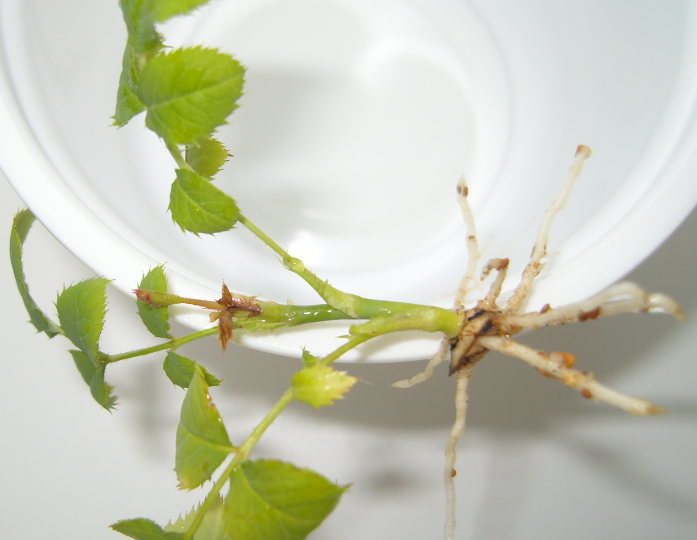 Интервью с магистром черенкования роз. Часть 2