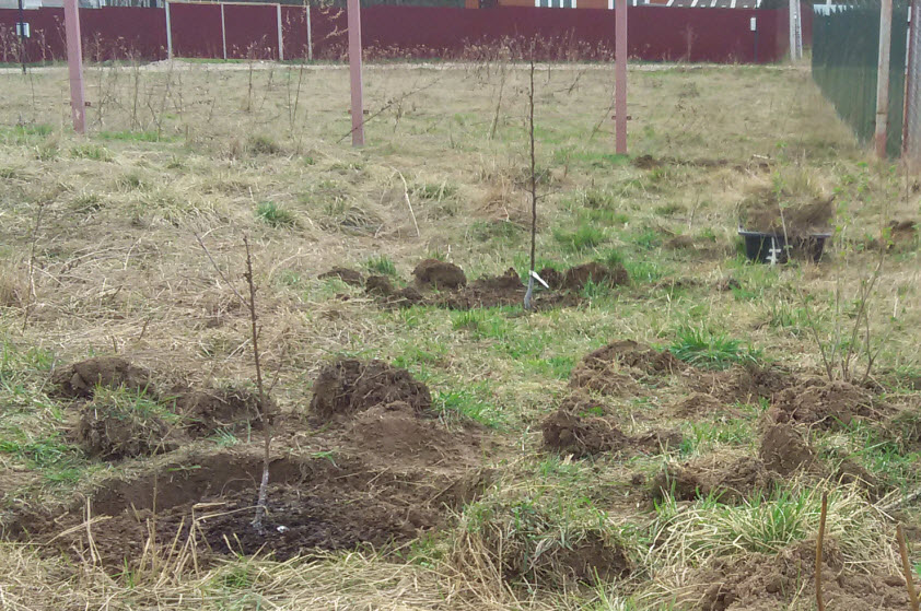 Первые деревья - яблоня да вишня.