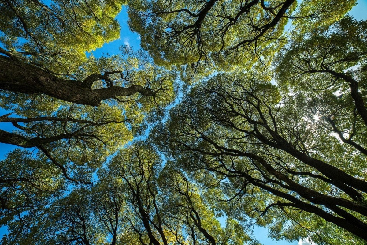 Так выглядит феномен "Застенчивости кроны"