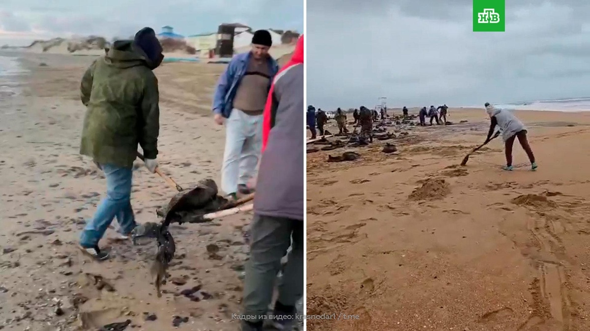    На Кубани после разлива мазута нашли 11 мертвых дельфинов