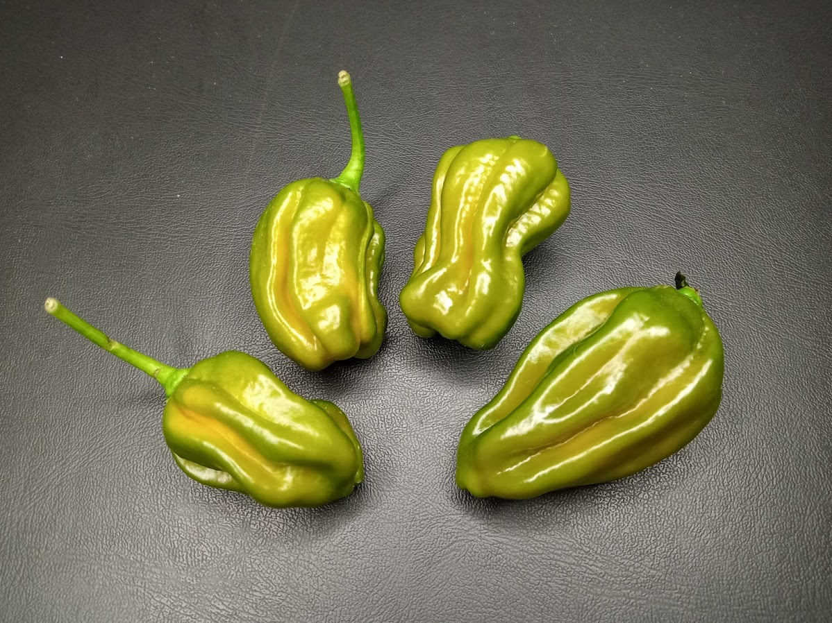 7POT Evergreen