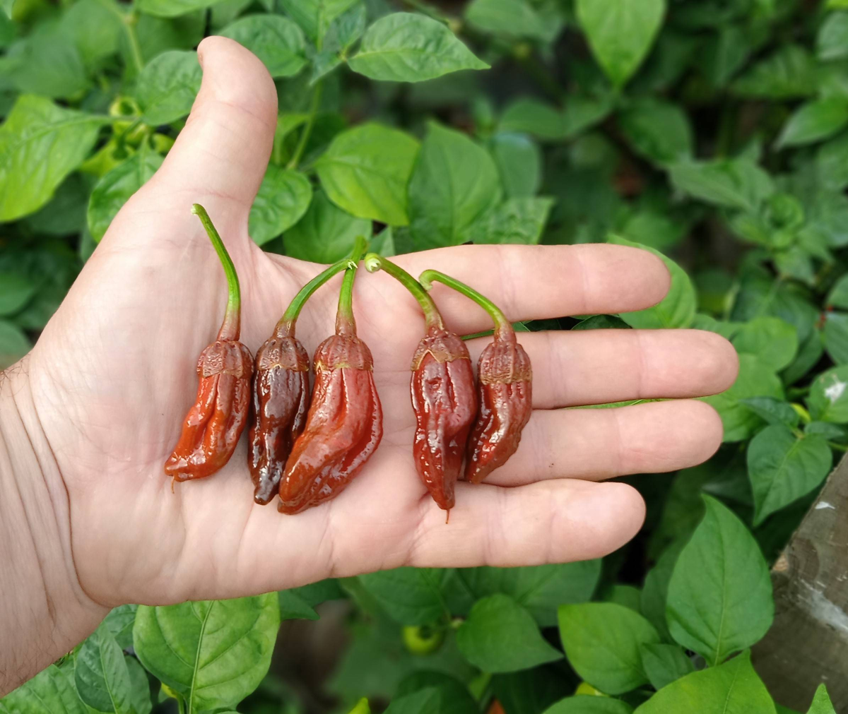 7 Pot BBG Chocolate