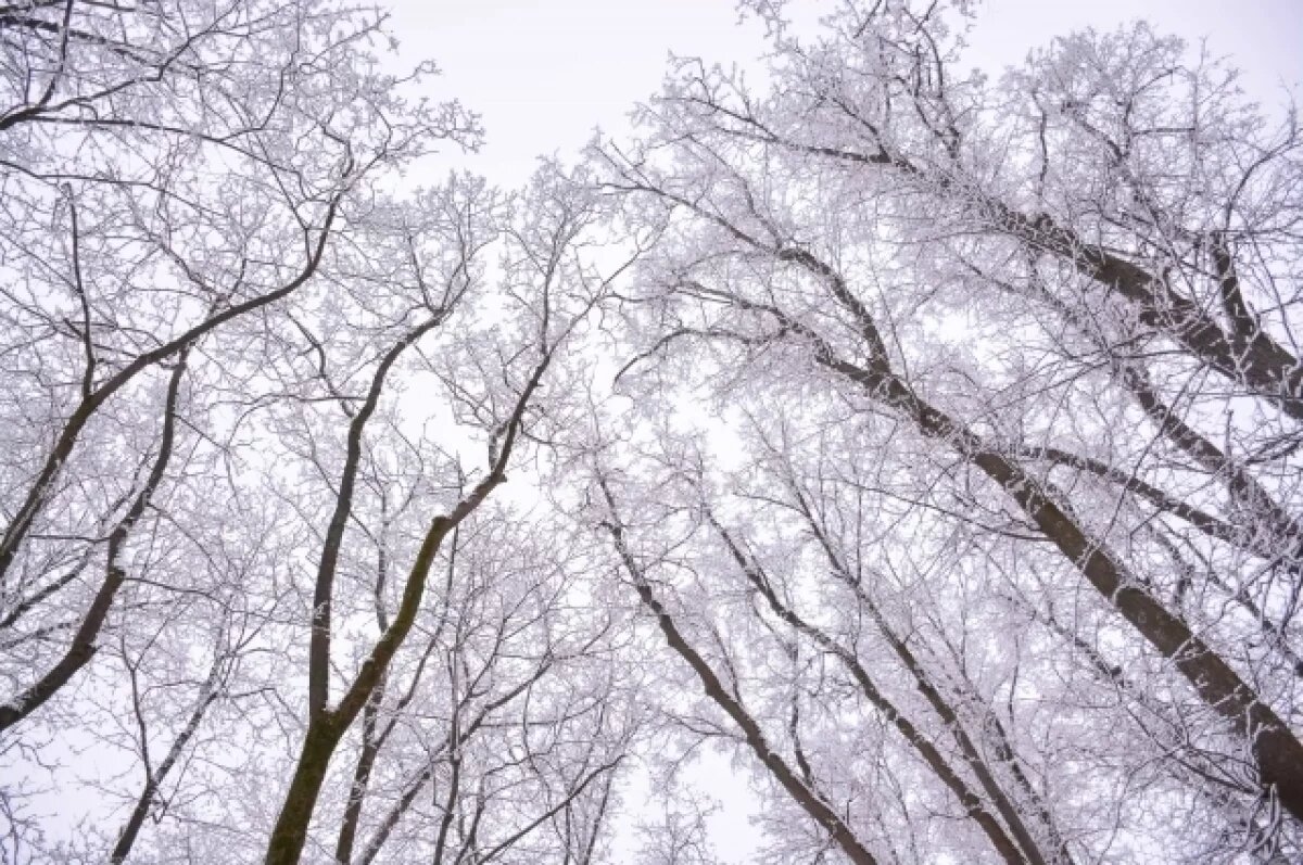    В Туле 24 декабря ожидается облачная погода и до +1