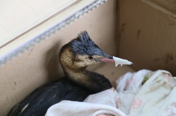    администрация Краснодарского края