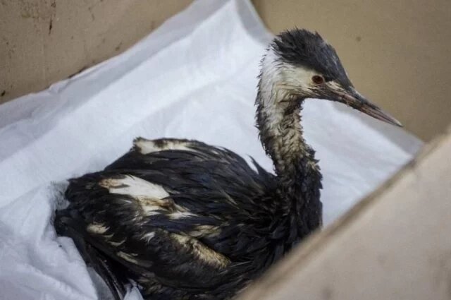    Что будут делать с птицами, которых в Анапе отмывают от мазута волонтеры?