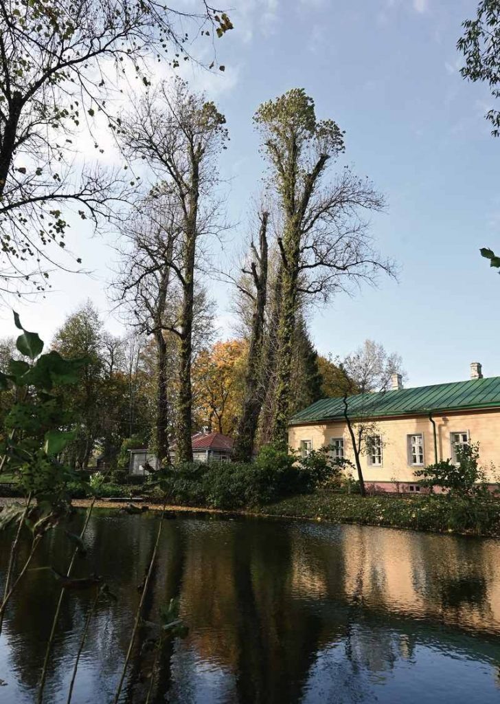 Этим тополям-великанам 135 лет. Их саженцы были приобретены Чеховым в питомнике в Риге. Они хорошо очищают воздух и вообще не имеют пуха.