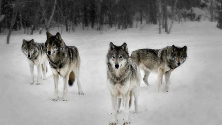 Ну как нам быть?!