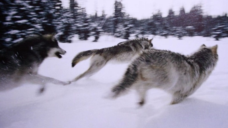РАЗДЕЛЯЕМСЯ-Я-Я! ТЫ ТУДА, Я ТУДА!!