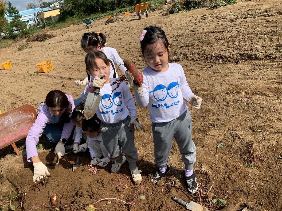 Дети собирают батат