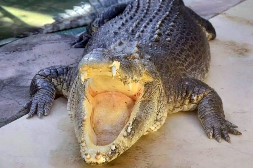    © crocosauruscove.com