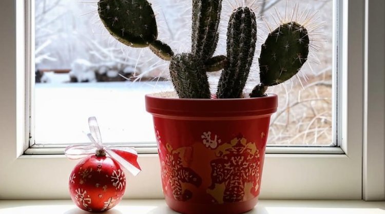    Как украсить комнатные растения к новому году: идеи и примеры