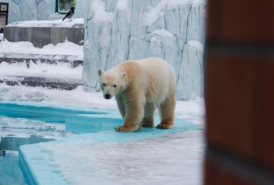    Медвежонок Вилюй