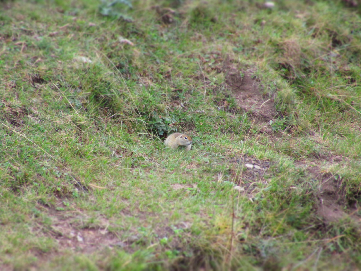 Суслик, конечно, личность 