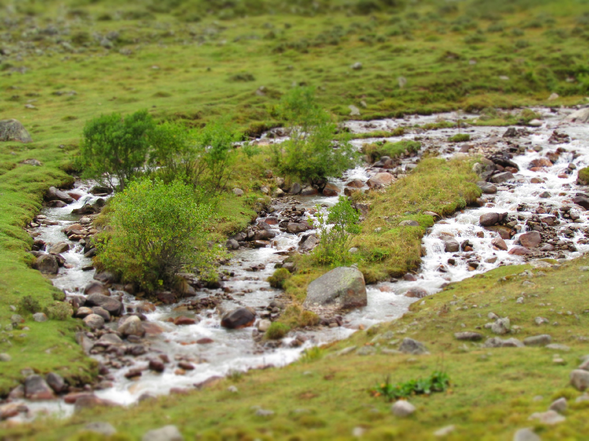 первые деревца появились вдоль речки. 