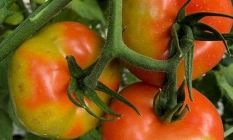    Фото t.me/rsn_yug