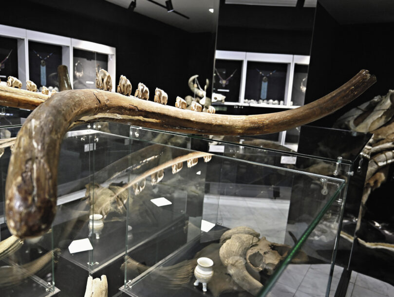 Бивни мамонта можно встретить и в ювелирном магазине