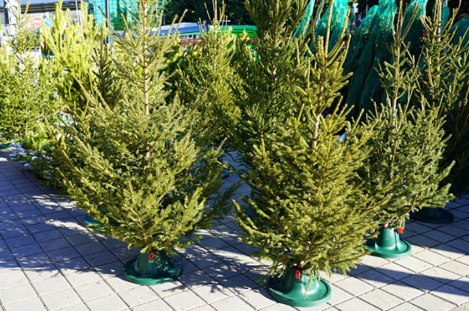    администрация Сочи