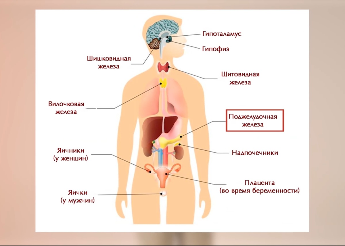 Эндокринная система