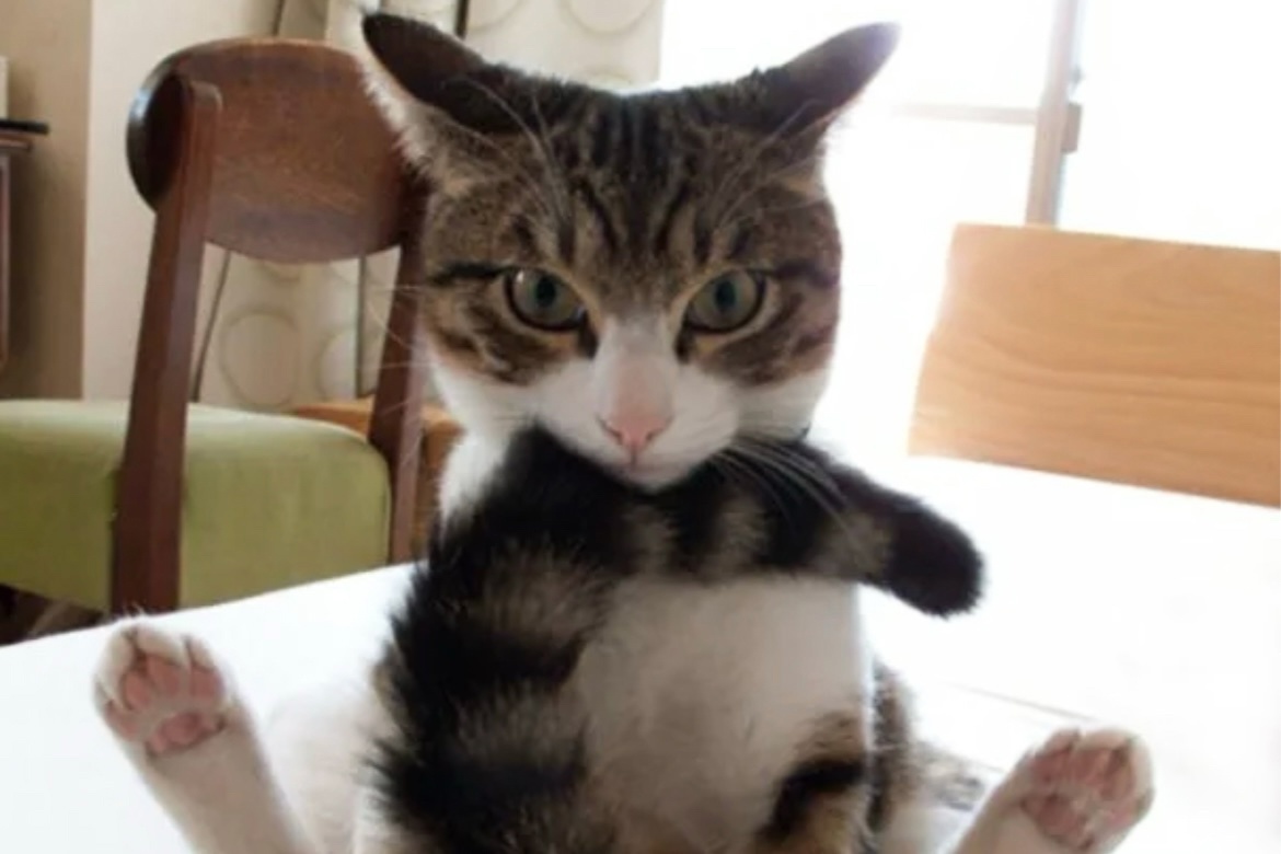 И хвост принадлежит только мне! Это моя опора и поддержка 