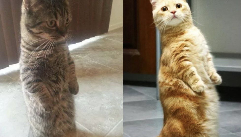 Равняйсь! Смирно! ->->->