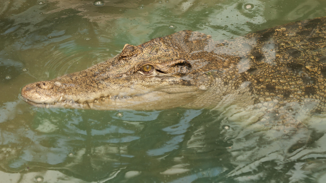    Aleksey Smyshlyaev/Global Look Press