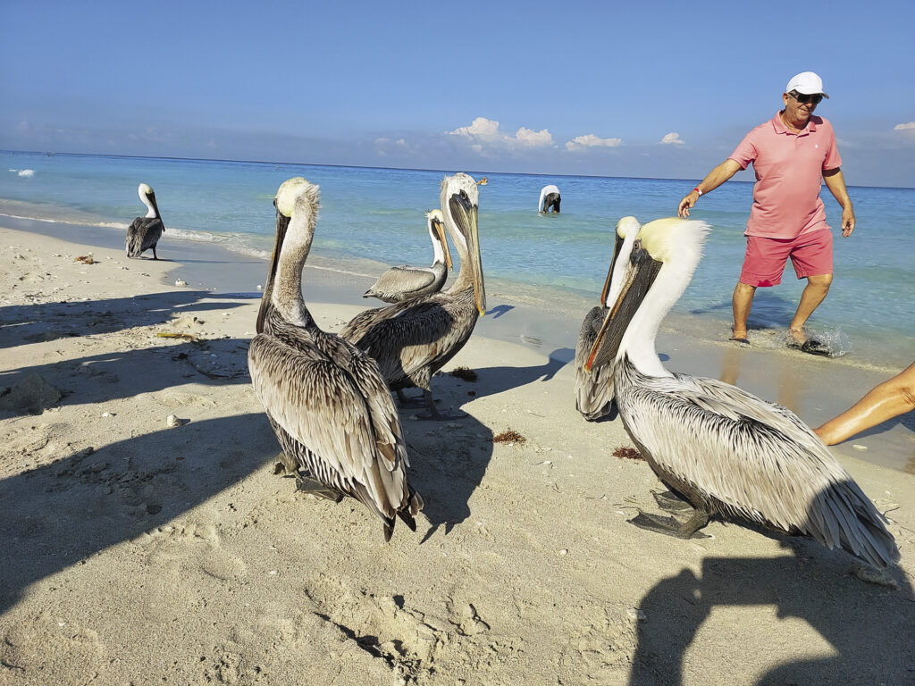 Белый, как мука, песок и чистая, прозрачная голубая вода – то, ради чего выбирают Кубу для пляжного отдыха. Бывают и неожиданные гости, например пеликаны.