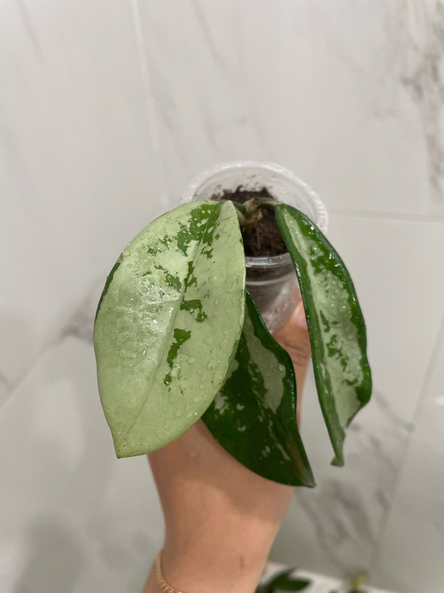 Хойя АН-074 (май, 2024 год)