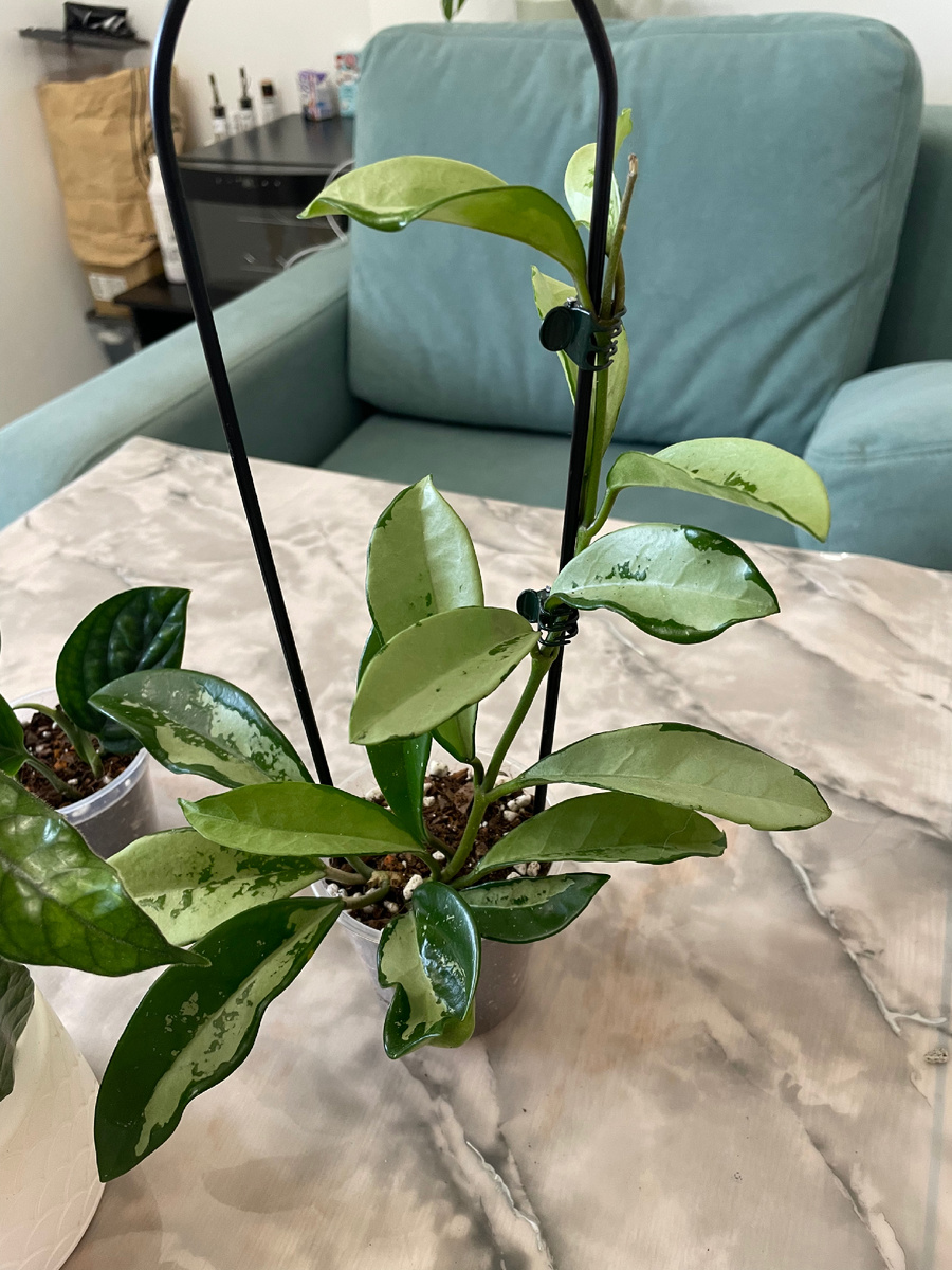 Хойя АН-074 (ноябрь, 2024 год)